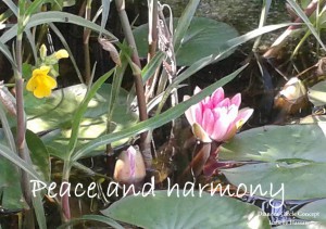 peace and harmony - Kopie