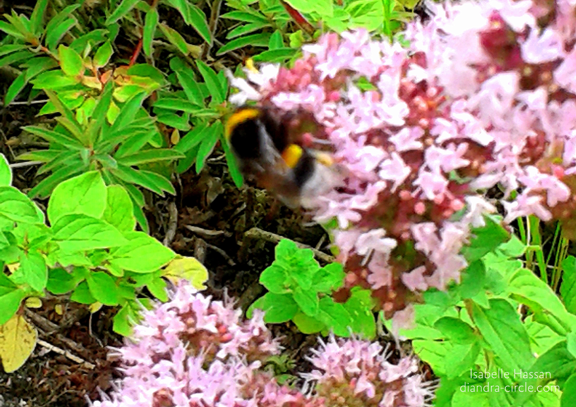 Ein schönes Spiel. Hummeln wiegen sich im Wind und laben sich an blühenden Gartenkräutern